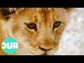 A Day In The Life Of A Lion Cub Our World