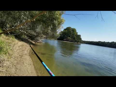 Balin pergetés Dráva folyóból | Big ASP from Drava river