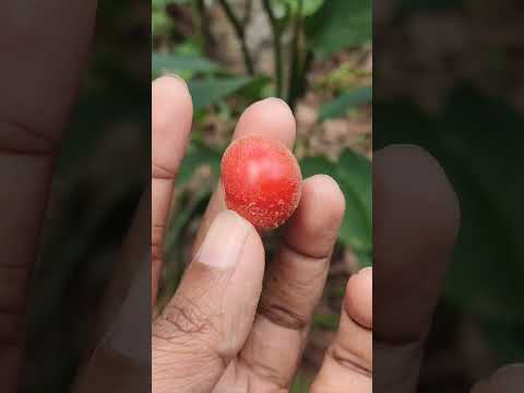 Coconilla Fruit  || veriety Fruit