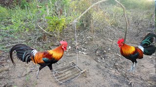 Primitive Technology : Easy Simple DIY Wild Chicken Trap Make From Wood Near The Mountain