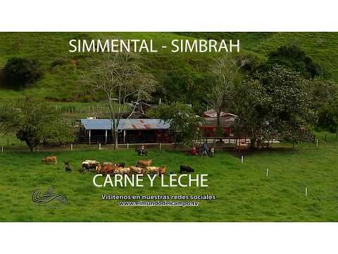 GANADERÍA SAN LUCAS SIMMENTAL   F1   SIMBRAH   GYR   GYROLANDO   MACEO   ANTIOQUIA