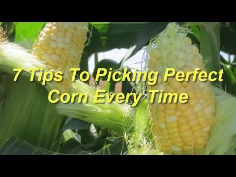 download lagu mp3 mp4 How Long After Sweet Corn Tassels Is It Ready, download lagu How Long After Sweet Corn Tassels Is It Ready gratis, unduh video klip How Long After Sweet Corn Tassels Is It Ready