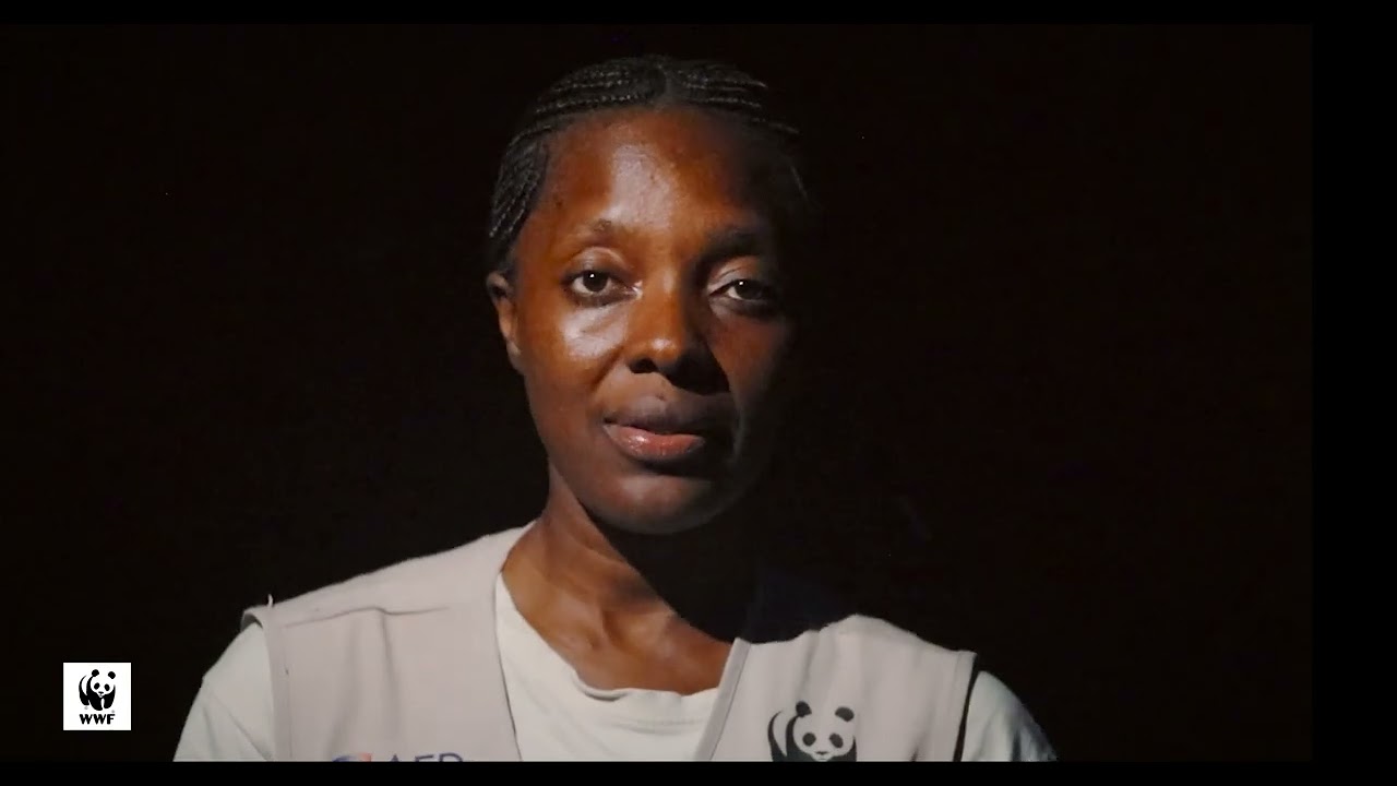 CIBEL: suivi des plantations de bananes