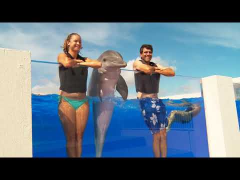 Marineland Dolphin Adventure – "Life's A Beach"