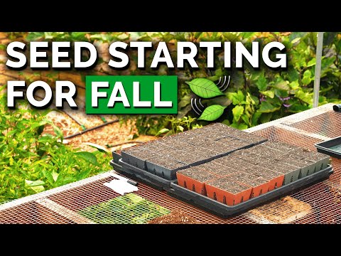 How to Transplant Seedlings My High Density Method