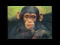 Opening To Really Wild Animals Hot Dogs And Cool Cats 1995 VHS