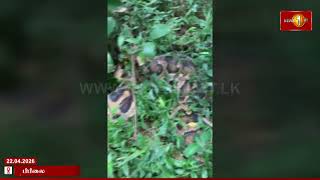 Download lagu வீட்டுத் தோட்டத்தில் பிடிபட்ட விசால மலைப்பாம்பு #python  #bibila #RHT mp3