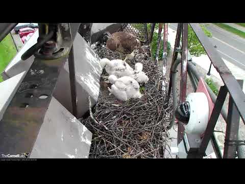 Big Red Swoops Onto Cornell Hawk Nest With Talons Full Of Prey – May 23, 2019