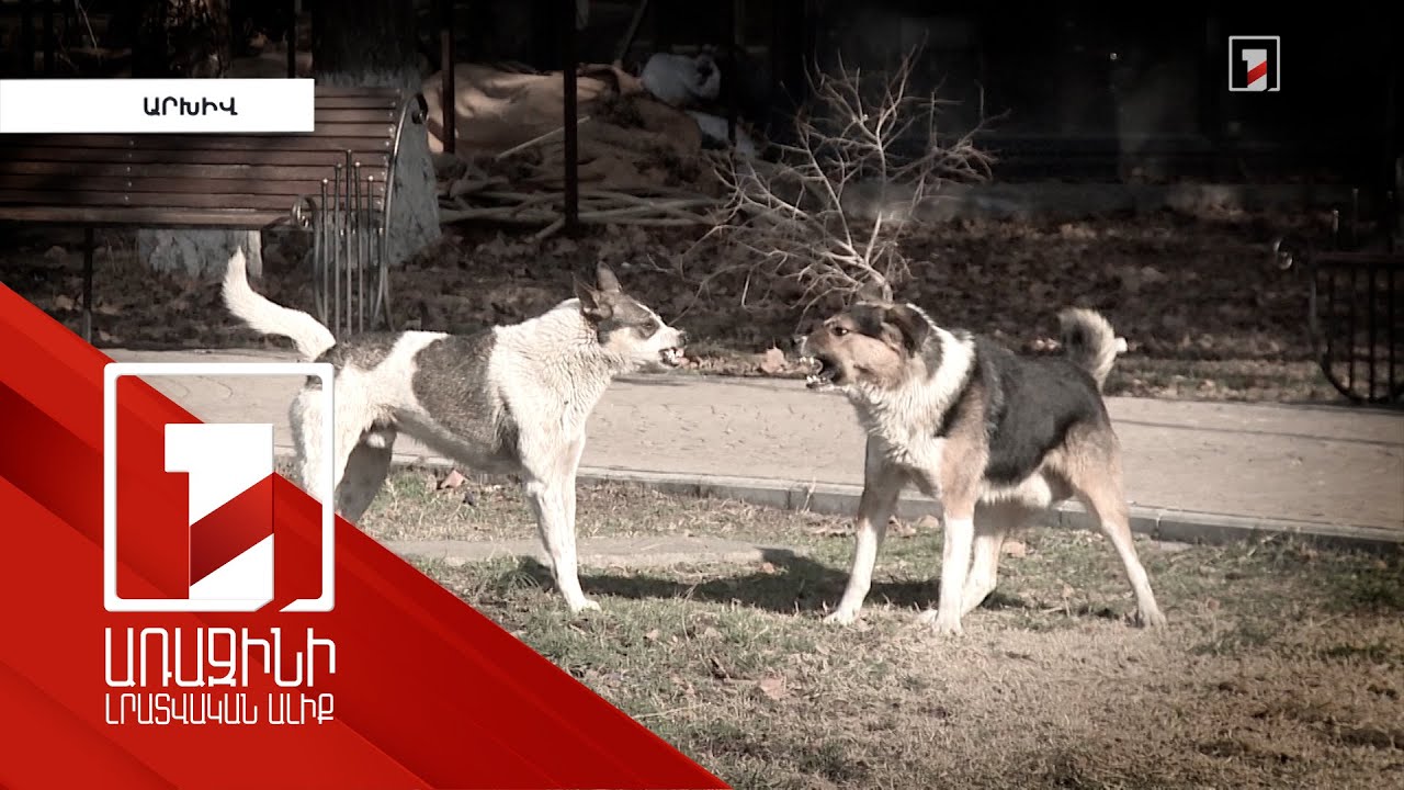 Մարդկանց վրա հարձակվում են նաև տանը պահվող շները. նրանց ևս հարկավոր է ժամանակին պատվաստել