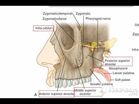 Maxillary nerve 4