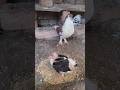 Best Breeding Tips Youtubeshorts Pigeon Kabutar Minivlog Petsvlog Shorts