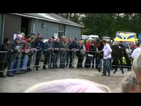 2011 Unitrot International Trotter Yearling Sale