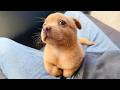 99 9 Can T Handle The Cuteness Of These Dogs Top Funny Puppies Videos Ever