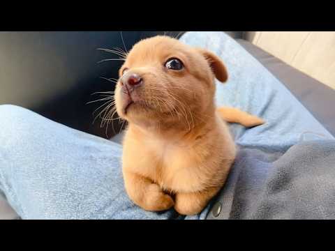 99.9% Can’t Handle the Cuteness of These Dogs 😍 Top Funny Puppies Videos Ever!