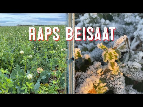 Beisaat im Raps reduziert Aufwand für Pflanzenschutz