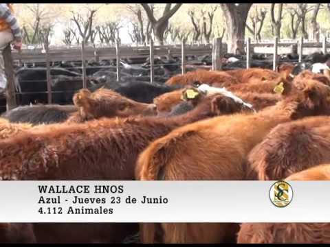 23-06-2016 Wallace Hnos - Azul - Venta de Hembras