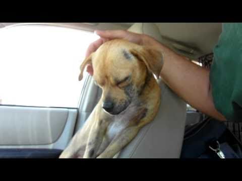 Animal Rescue: Saving Dougie!