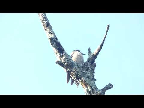 White-fronted Woodpecker, Melanerpes cactorum, Avia Terai, Chaco, Argentina, 9 Febr 2026 (3)