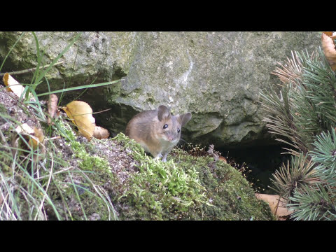 Unsere Gartenmaus "Fritzle"