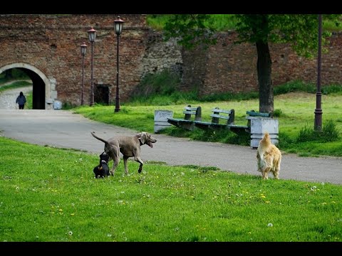 Čeka se odluka Vlade, lekari traže zabranu kretanja od 83 sata, a imaju preporuku i za uranak