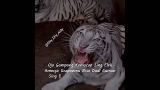 Download lagu Story'wa - kata kata jawa backgroud macan putih!! mp3