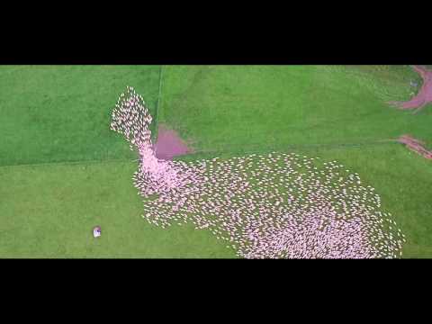 Sheep being herded through a narrow gate.