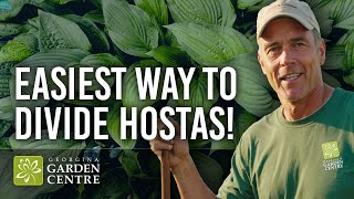 How to Divide Hostas in Fall | Easy Step-by-Step Guide