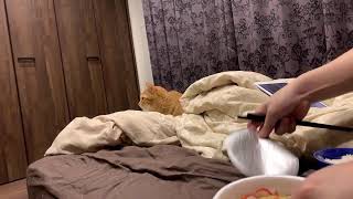 年末年始ニャントモライブ配信！犬猫うさぎインコ