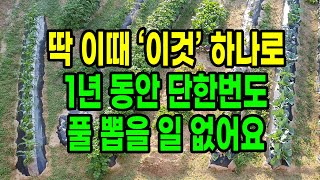 딱 이때 '이것' 하나로 1년 동안 풀걱정은 사라집니다.