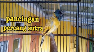 Download lagu Pancingan percang sutra || kutilang sutra di sore hari mp3