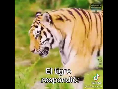 No discutas con burros