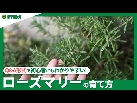 ローズマリーの植物のおやつを保存する方法