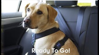 CarSafe Dog Travel Harness - How to fit and use