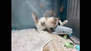 スコティッシュフォールドの動画01