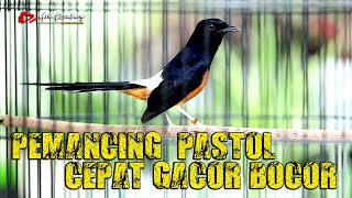 Download lagu PASTOL BIKIN EMOSI !! Murai Pastol Murai Dewasa langsung kepancing EMOSI  | SHAMA BIRD mp3