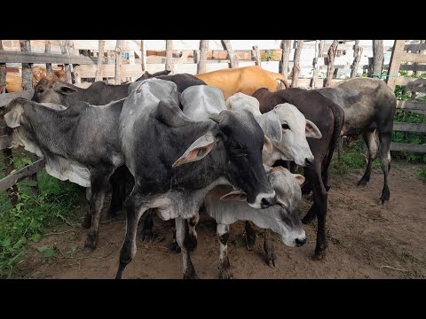 Feira de Animais do Povoado dos Patos,em Frei Miguelinho PE 13/06/2026.