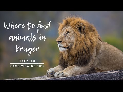 Where to find animals in the Kruger National Park | Top 10 game viewing tips