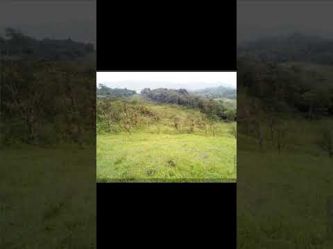 Finca en el sector Buena Vista Caripe Monagas, consta de 97,39 hectáreas o 973.900 m2 aprox