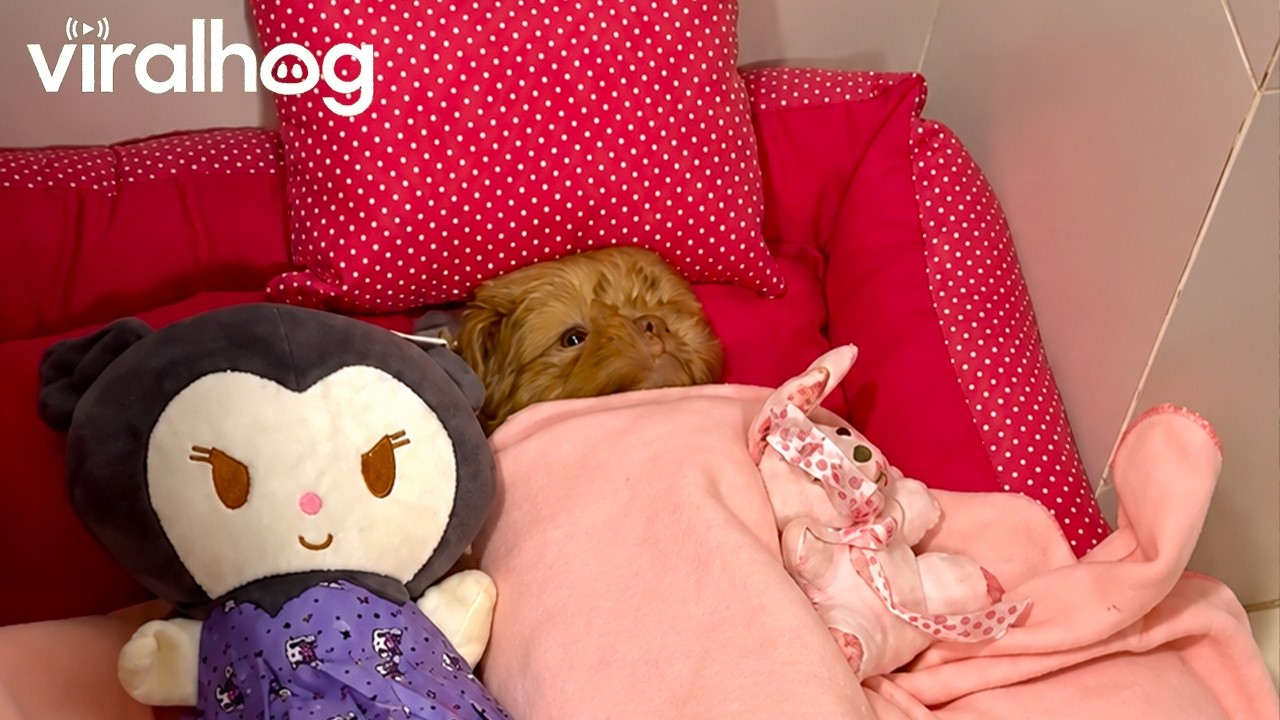 Husband Tucks New Puppy Into Bed || ViralHog