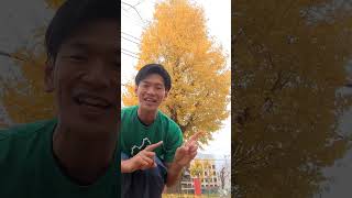 津市のイチョウ並木から #松阪牛 #三重県 #shorts