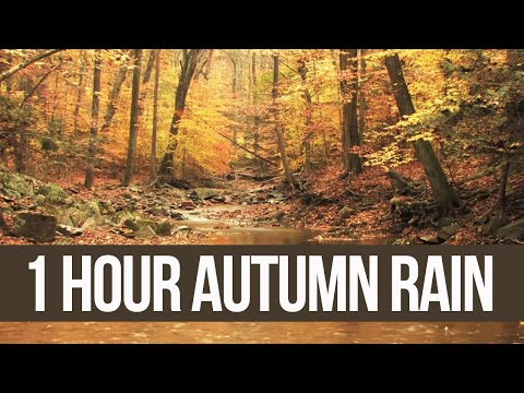 1 Hour Autumn Rain 💦 II 