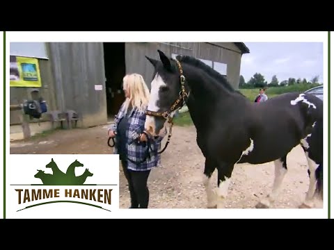Tamme suspects something bad: Stallion with a dubious past | Tamme Hanken | Kabel Eins