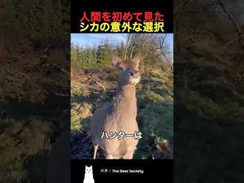 人間を初めて見たシカの意外な選択