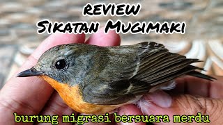 Download lagu REVIEW OF THE SIKATAN MUGIMAKI BIRD | FICEDULA MUGIMAKI | SIKATAN MUGIMAKI GACOR mp3