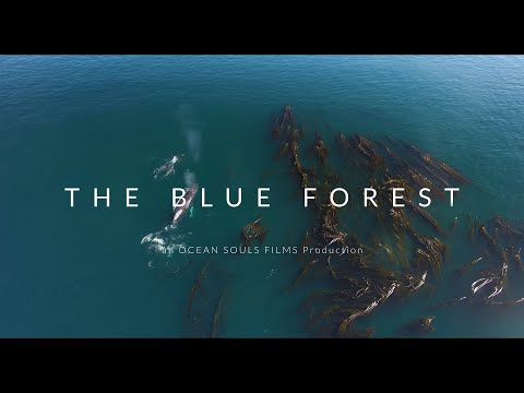 THE BLUE FOREST 4K