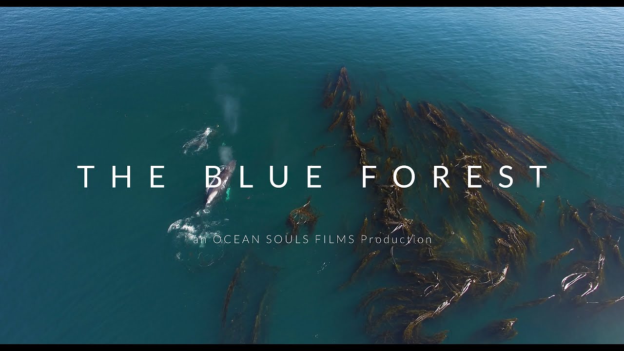 THE BLUE FOREST 4K