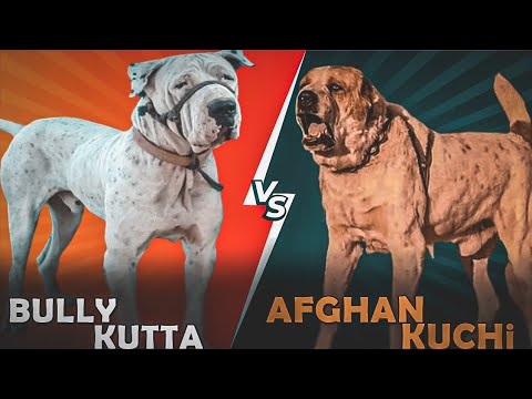 Bully Kutta VS Afghan Kuchi Dog || Who's Best Dog || Guard Dog Comparison