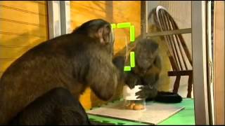 Monkey cooperation and fairness YouTube2