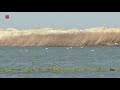 Steeds meer soorten vogels op Marker Wadden