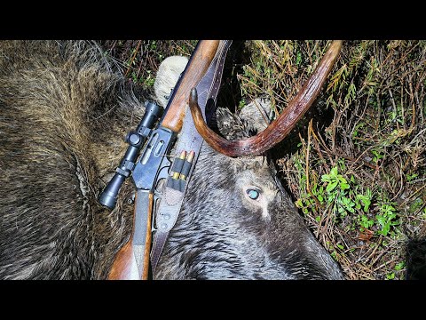 Hirvenmetsästystä 2025